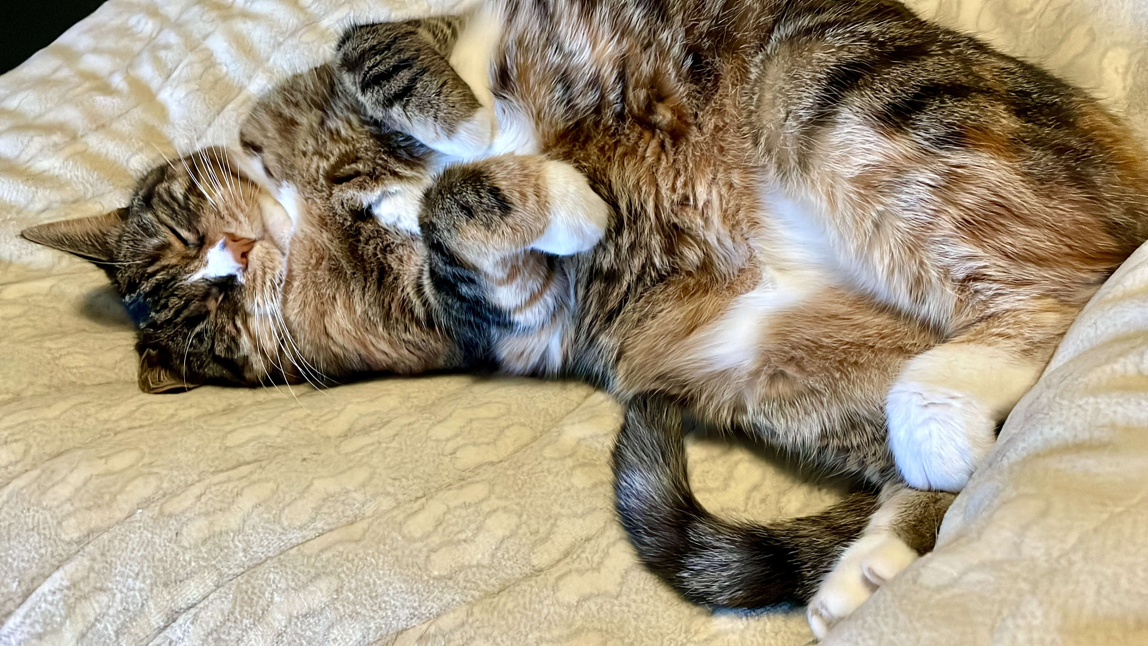 happy cat wearing orange Pippi wig